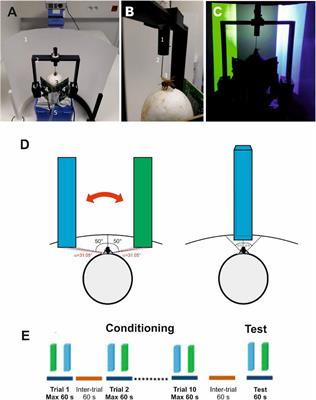 The Neural Signature of Visual Learning Under Restrictive Virtual-Reality Conditions